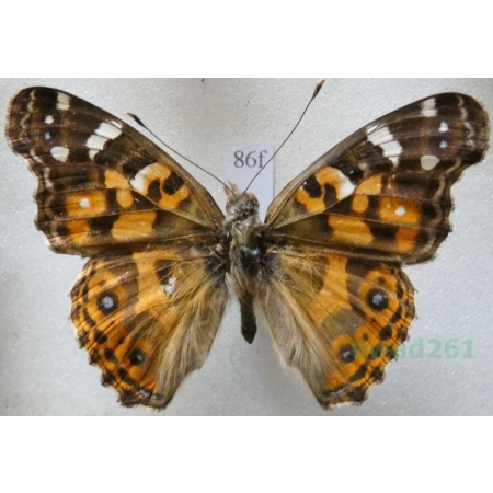 Vanessa virginiensis (Drury, 1773) Canada86f